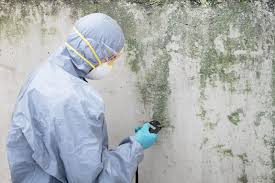 Best Environmental Consulting for Mold Prevention  in Whitinsville, MA